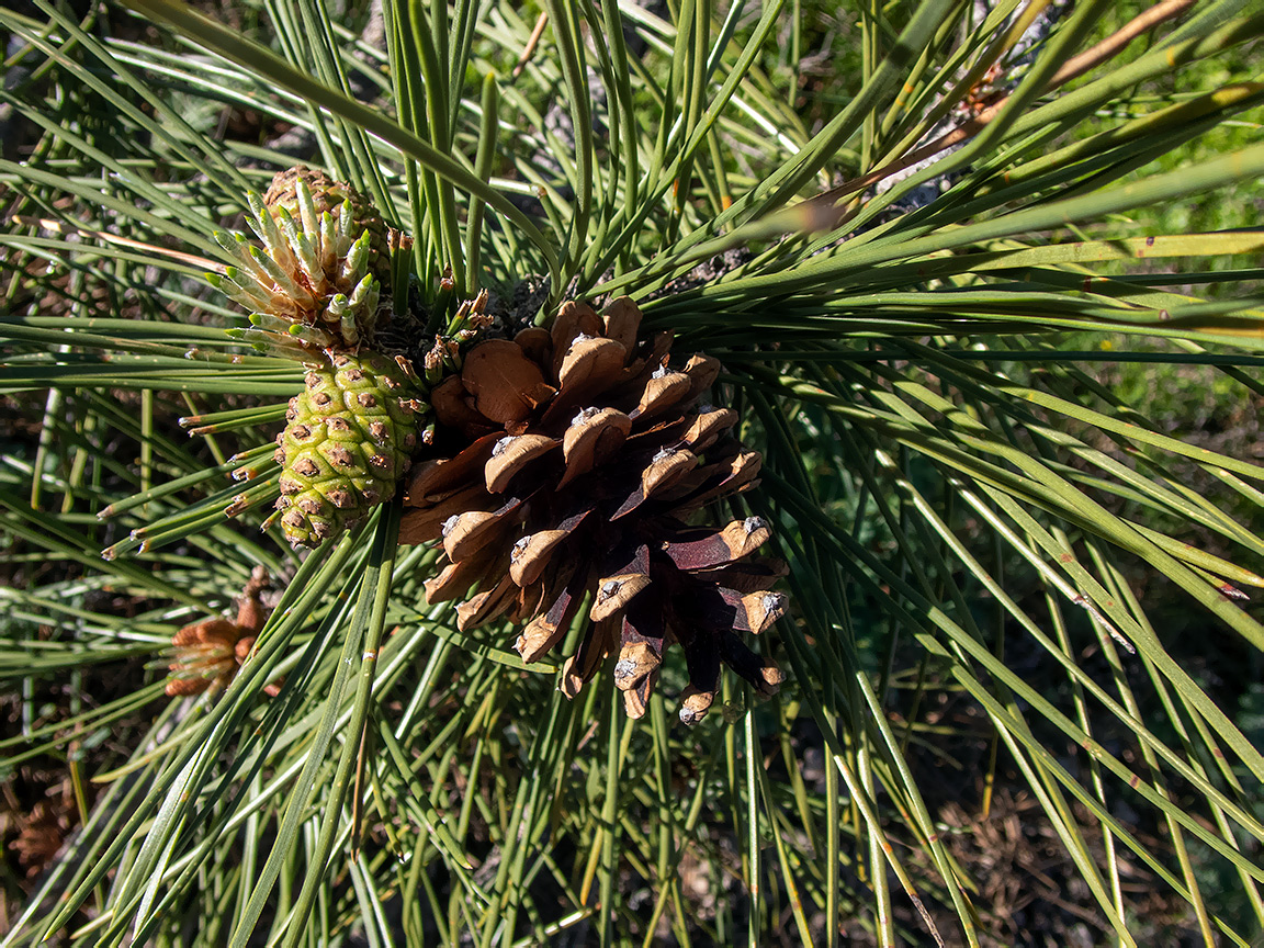 Image of Pinus pallasiana specimen.