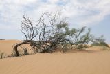 Calligonum aphyllum. Вегетирующее растение. Астраханская обл., Наримановский р-н, окр. пос. Сайгачный, Пески Давсна, дюны. 10 мая 2026 г.