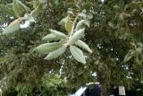 Quercus ithaburensis. Верхушка побега. Турция, ил Мугла, г. Бодрум, р-н Битез, территория кемпинга. 10.09.2024.