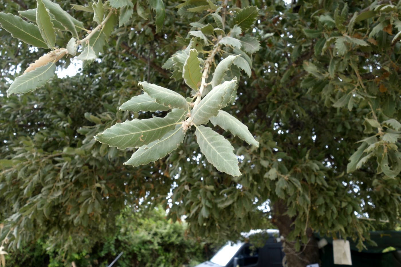 Image of Quercus ithaburensis specimen.
