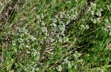 Galium mollugo. Верхушки цветущих растений. Калининградская обл., Правдинский р-н, пос. Дружба, окр. шлюза №1 Мазурского канала, опушка лиственного леса. 02.07.2025.
