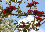 Bombax ceiba. Ветвь с цветками. Израиль, г. Кирьят-Оно, посадки в сквере. 17.02.2011.