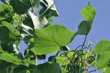 род Catalpa. Листья. Приморский край, Шкотовский р-н, с. Новонежино, дачный участок. 08.08.2026.