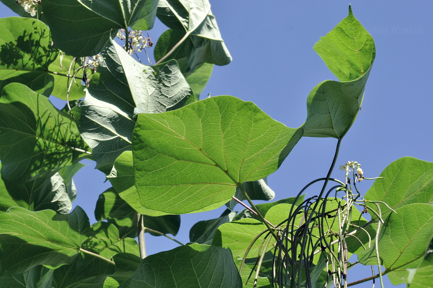 Изображение особи род Catalpa.