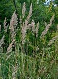 Calamagrostis epigeios