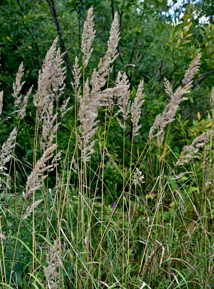 Image of Calamagrostis epigeios specimen.