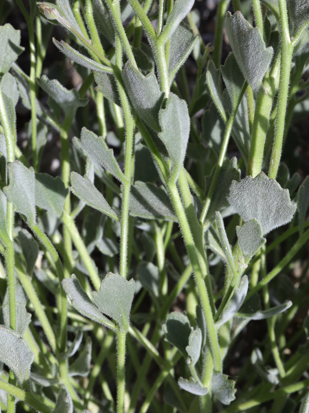 Image of Christolea crassifolia specimen.