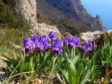 Iris pumila