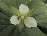 Trillium &times; komarovii