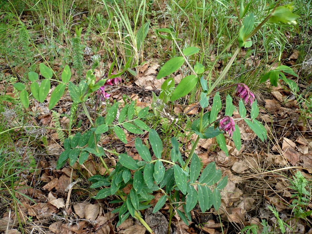 Image of Lathyrus pisiformis specimen.