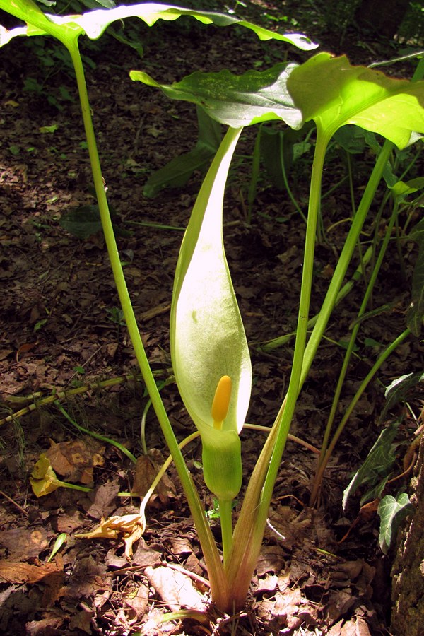 Изображение особи Arum italicum ssp. albispathum.