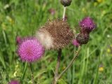 Cirsium heterophyllum. Верхушка растения с соцветиями. Московская обл., Раменский р-н, окр. дер. Хрипань, разнотравье под высоковольтной линией. 07.07.2001.