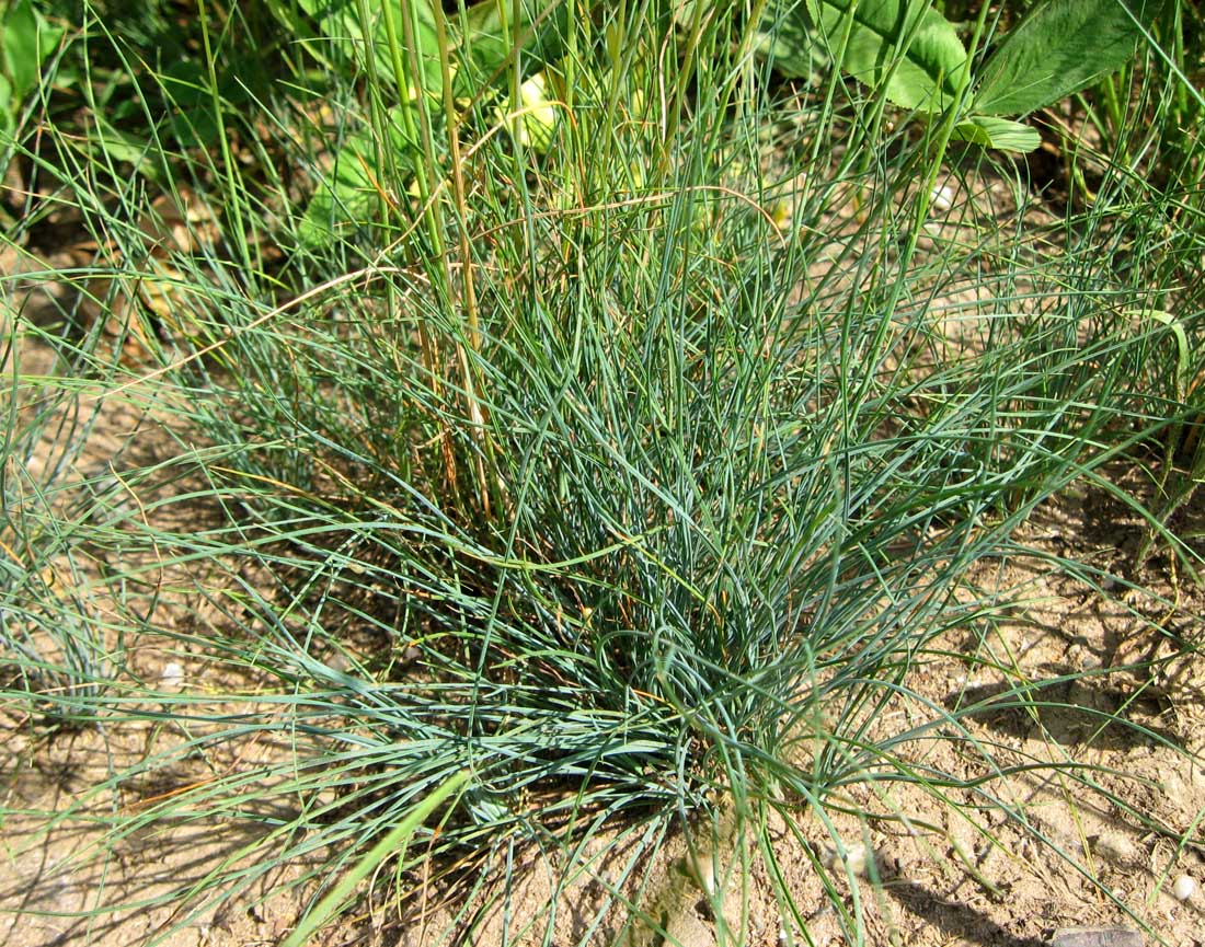 Image of Festuca valesiaca specimen.