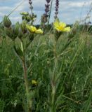 Potentilla obscura