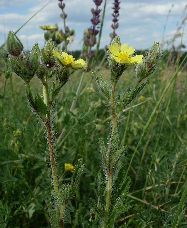 Image of Potentilla obscura specimen.