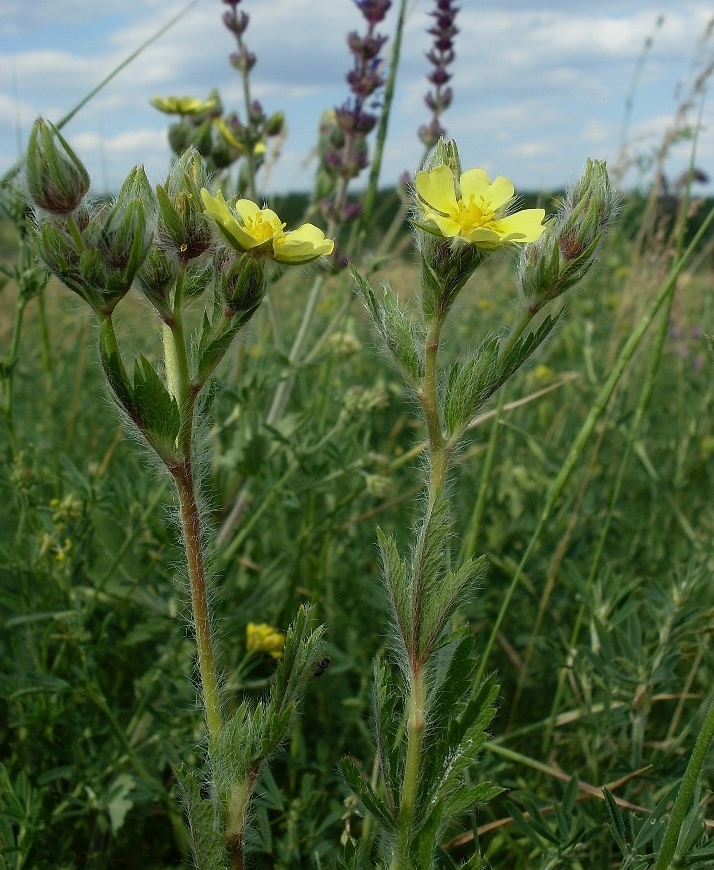 Изображение особи Potentilla obscura.