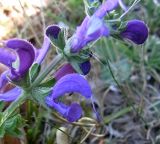 Salvia pratensis