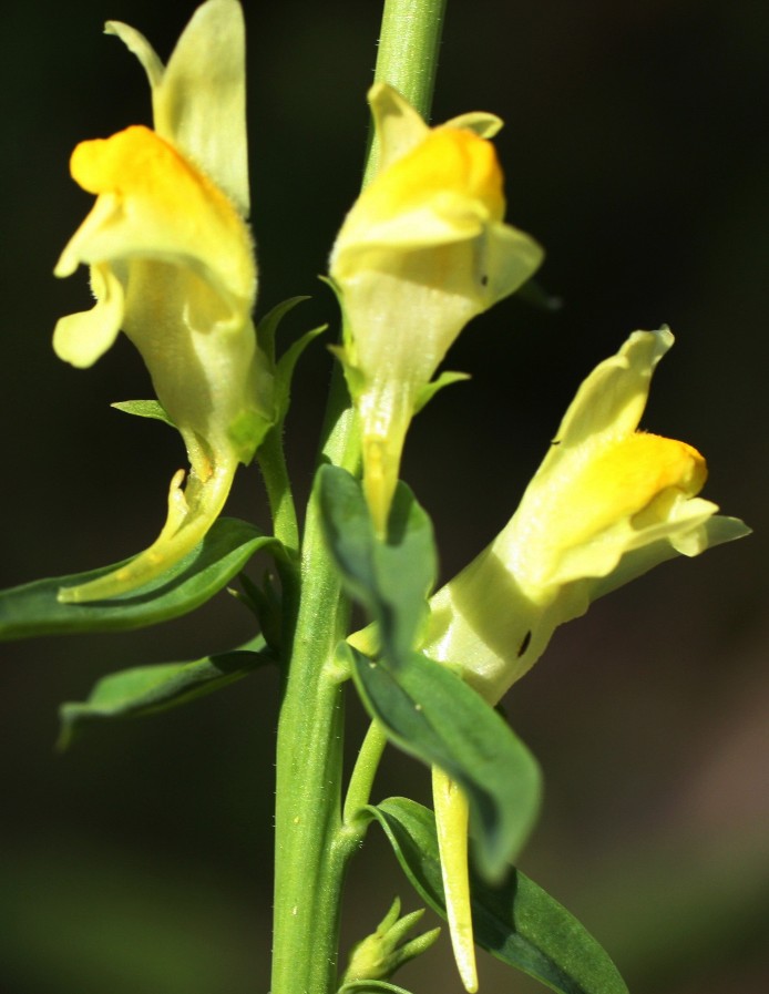 Изображение особи Linaria acutiloba.