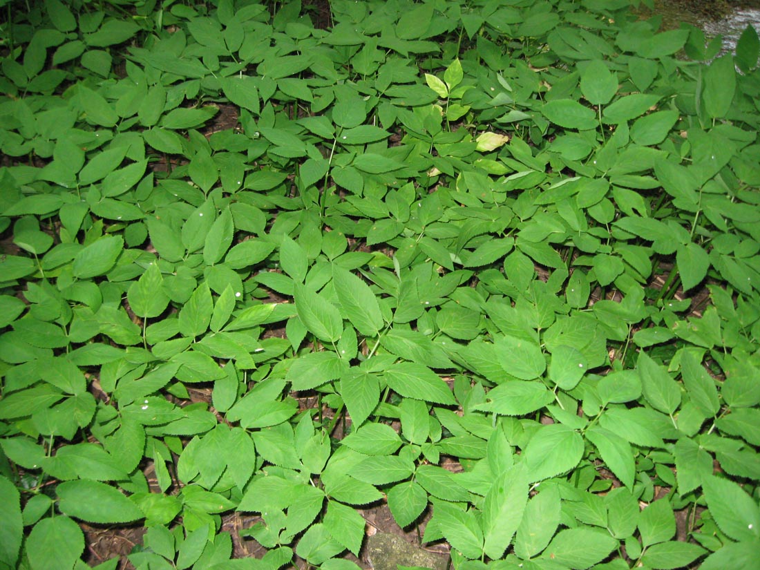 Image of Aegopodium podagraria specimen.