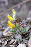 Corydalis sewerzowii. Цветущее растение. Узбекистан, хребет Нуратау, ущелье Хаятсай. 27.03.2011.