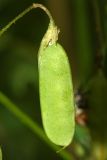 Vicia tetrasperma