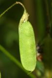 Vicia tetrasperma. Плод. Республика Татарстан, Волжско-Камский заповедник. 08.07.2011.