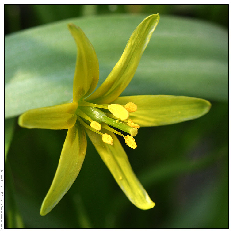 Image of Gagea lutea specimen.