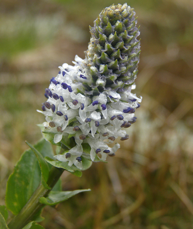 Изображение особи Lagotis uralensis.