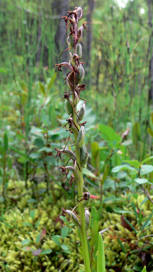Image of Gymnadenia conopsea specimen.