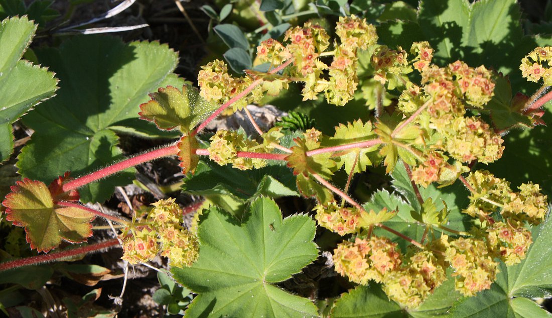 Image of Alchemilla conglobata specimen.