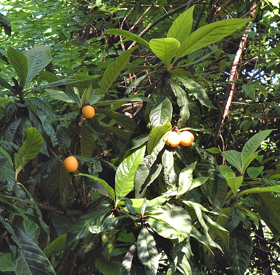 Image of Eriobotrya japonica specimen.