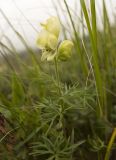 Aconitum confertiflorum. Верхушка побега с соцветием. Кавказ, северные склоны Эльбруса, участок тропы между ручьем Карачаул и урочищем Аэродром, высота 2700 м н.у.м. 17.08.2011.