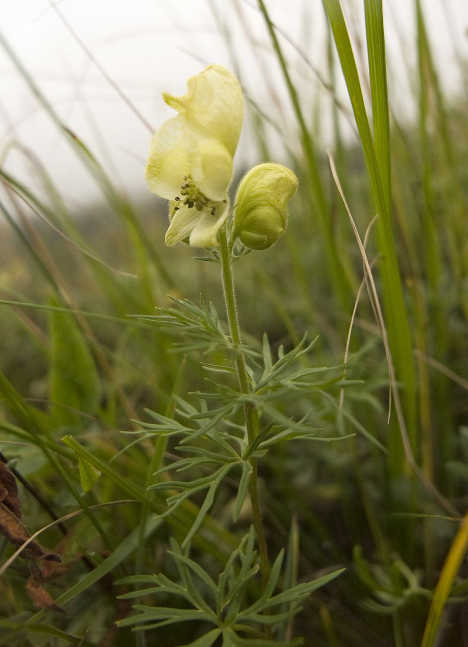 Изображение особи Aconitum confertiflorum.