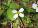 Malcolmia pulchella. Цветок. Израиль, Шарон, г. Герцлия, псаммофитное злаковое сообщество на старых приморских дюнах. 03.01.2008.