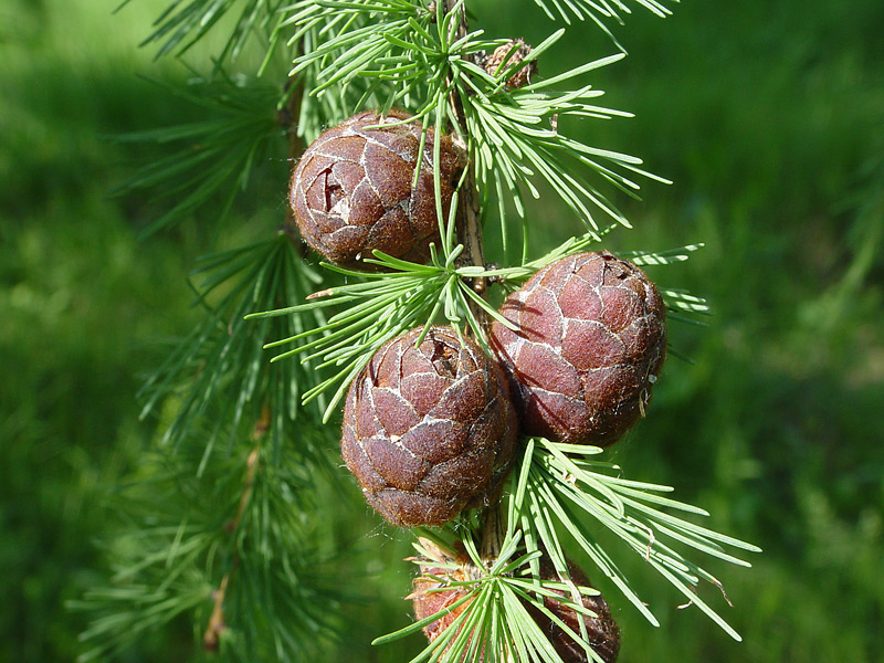 Изображение особи Larix sibirica.