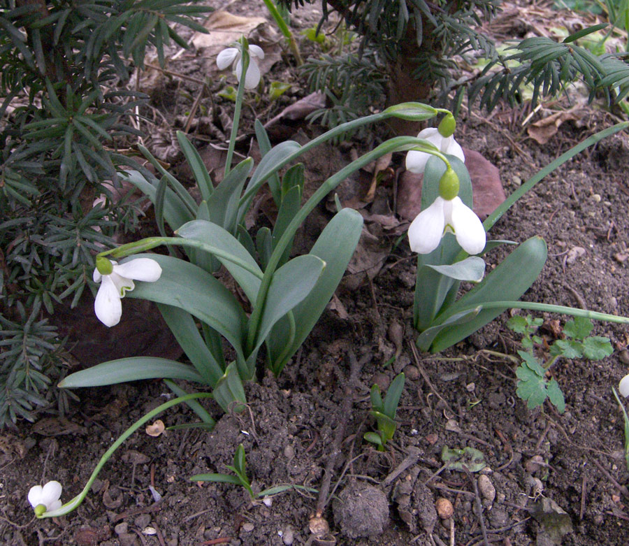 Изображение особи Galanthus bortkewitschianus.