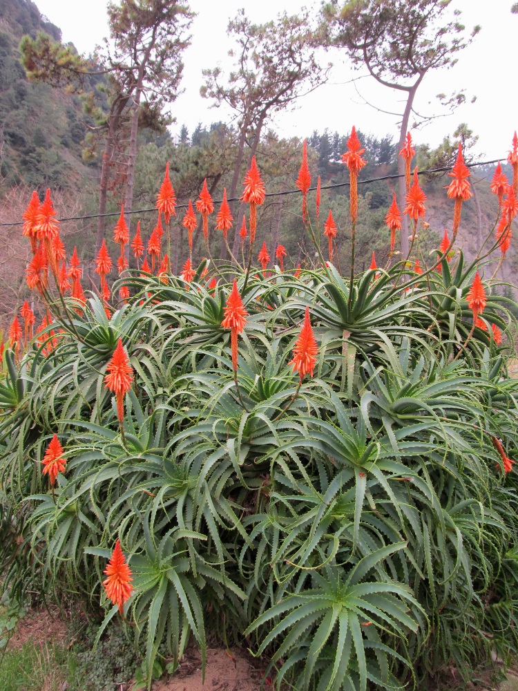 Изображение особи Aloe arborescens.