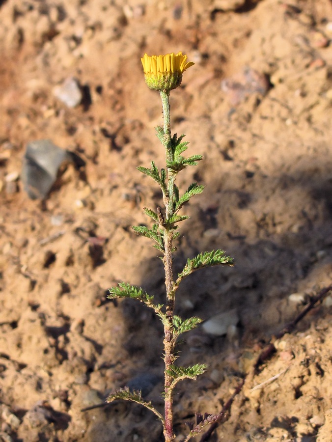 Изображение особи Anthemis tinctoria.