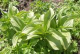 Veratrum lobelianum