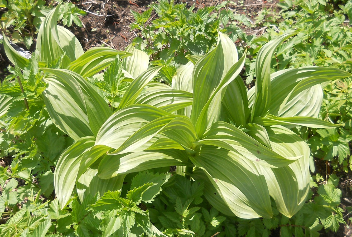 Изображение особи Veratrum lobelianum.