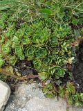 Saxifraga paniculata
