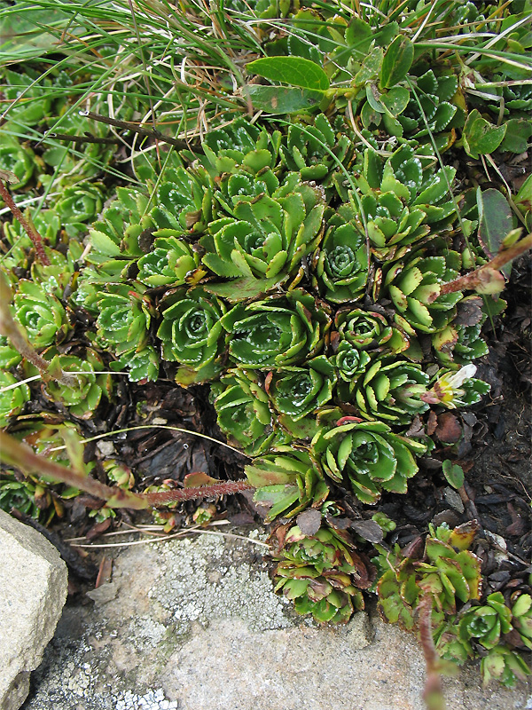 Изображение особи Saxifraga paniculata.