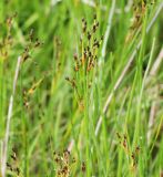 Juncus atrofuscus. Соцветия с нераспустившимися цветками. Мурманская обл., Кандалакшский р-н, пос. Лувеньга, приморский луг на побережье Белого моря. 30.06.2010.