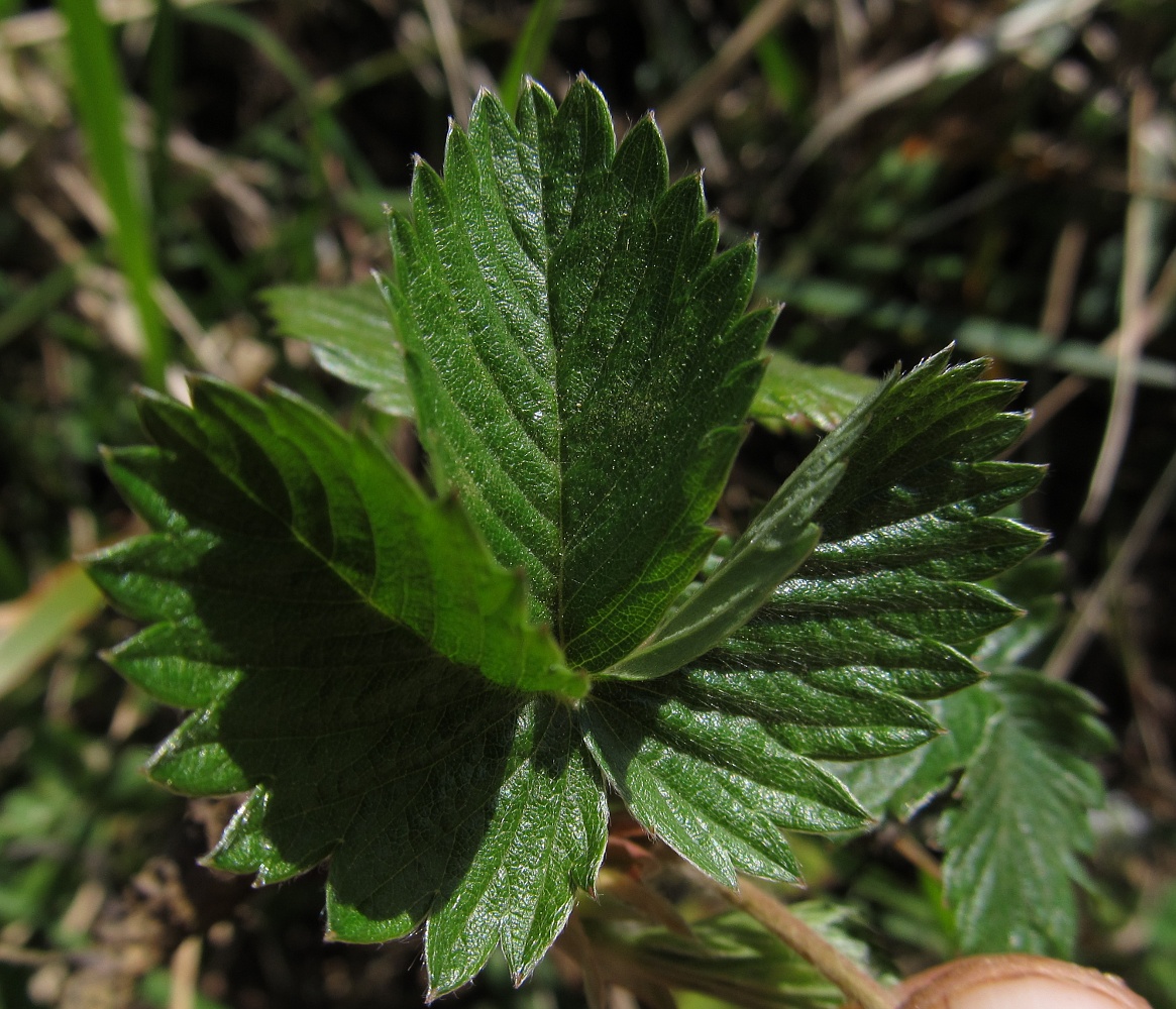 Image of Fragaria viridis specimen.