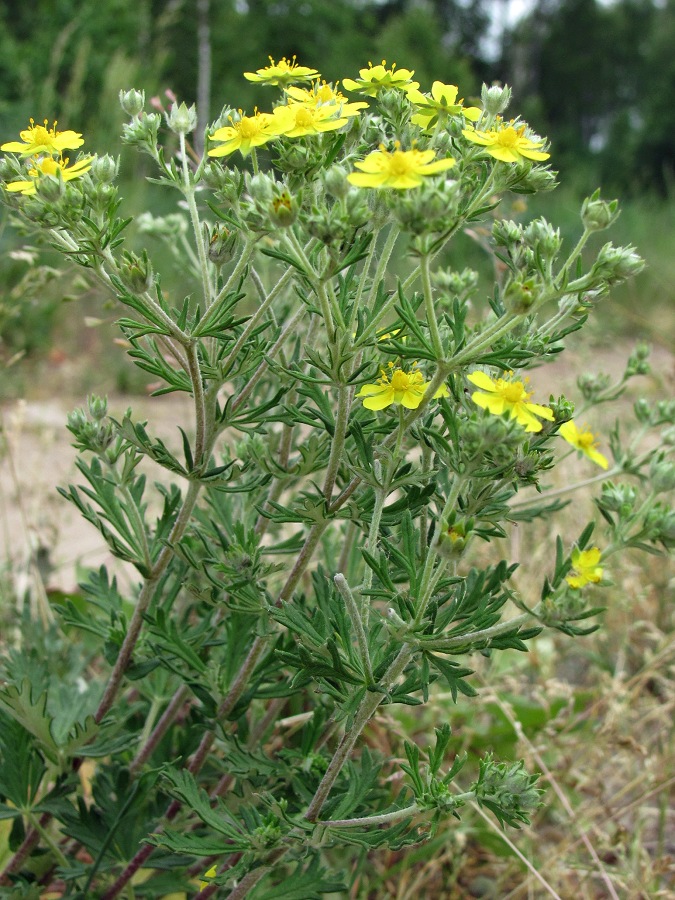 Image of Potentilla argentea specimen.