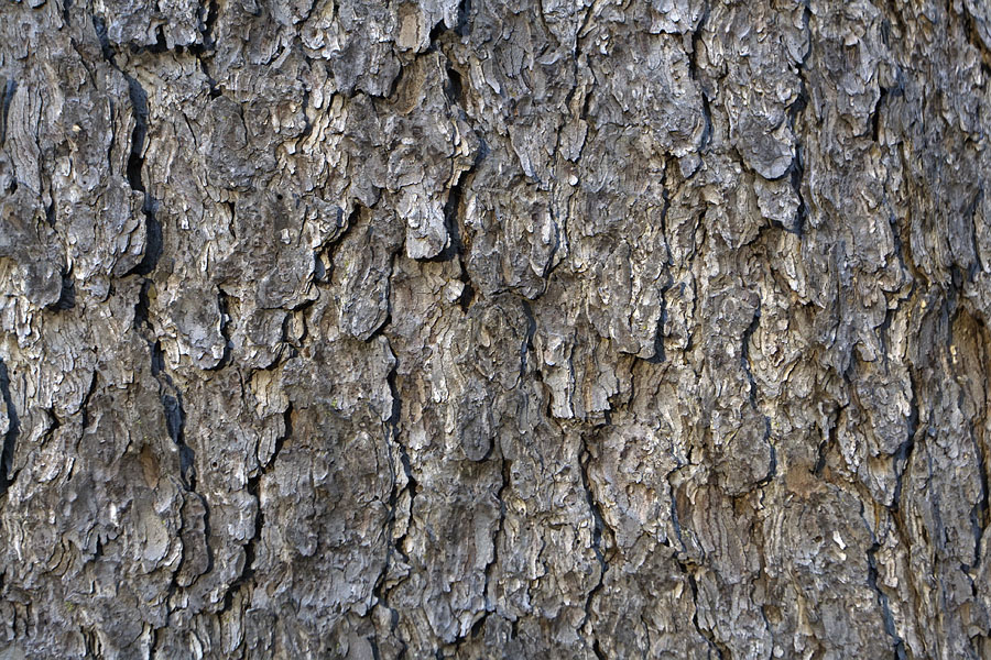 Image of Picea koraiensis specimen.