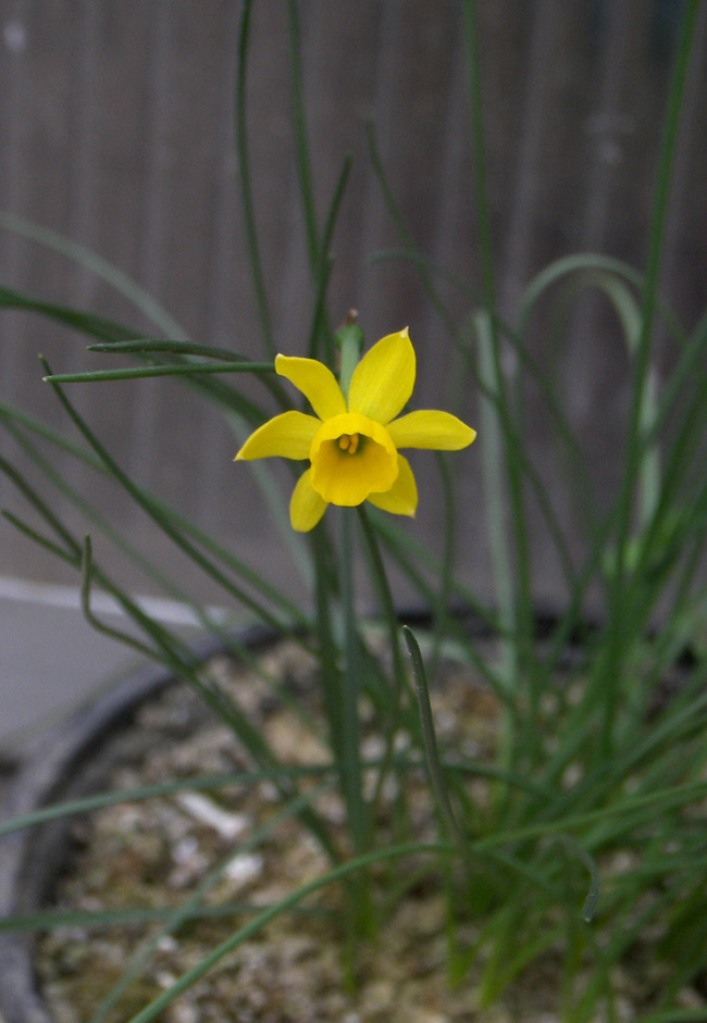 Image of Narcissus assoanus specimen.