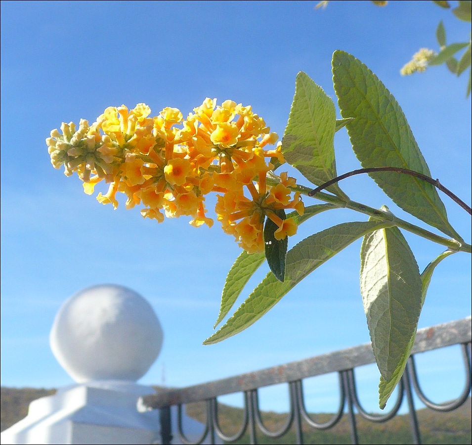 Image of Buddleja &times; weyeriana specimen.