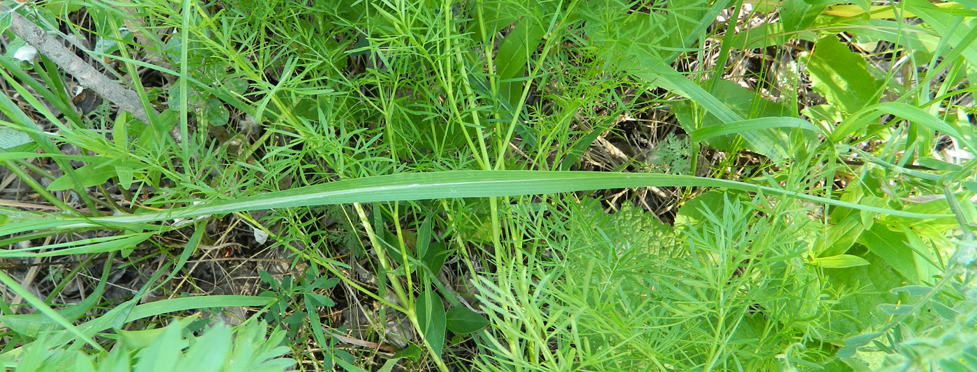 Image of Tragopogon podolicus specimen.