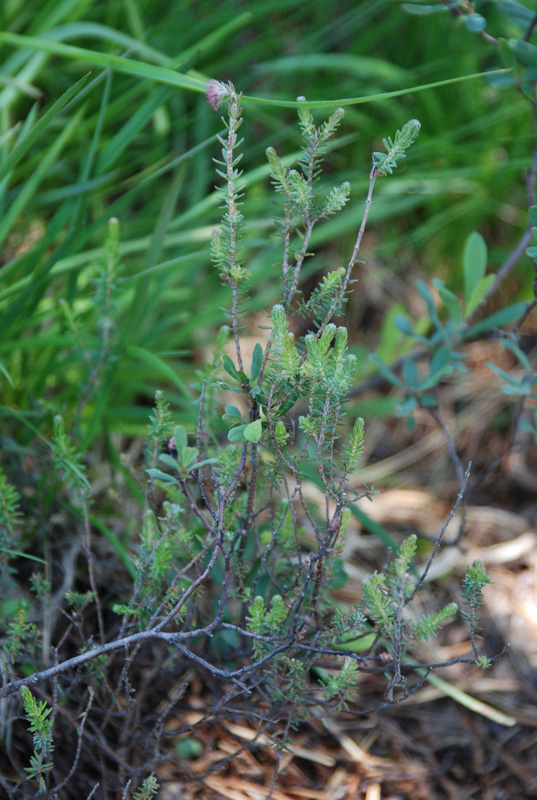 Image of Erica tetralix specimen.